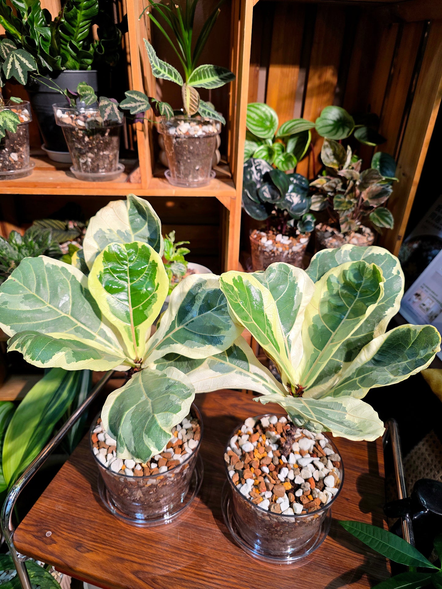 Ficus lyrata variegated 斑葉琴葉榕