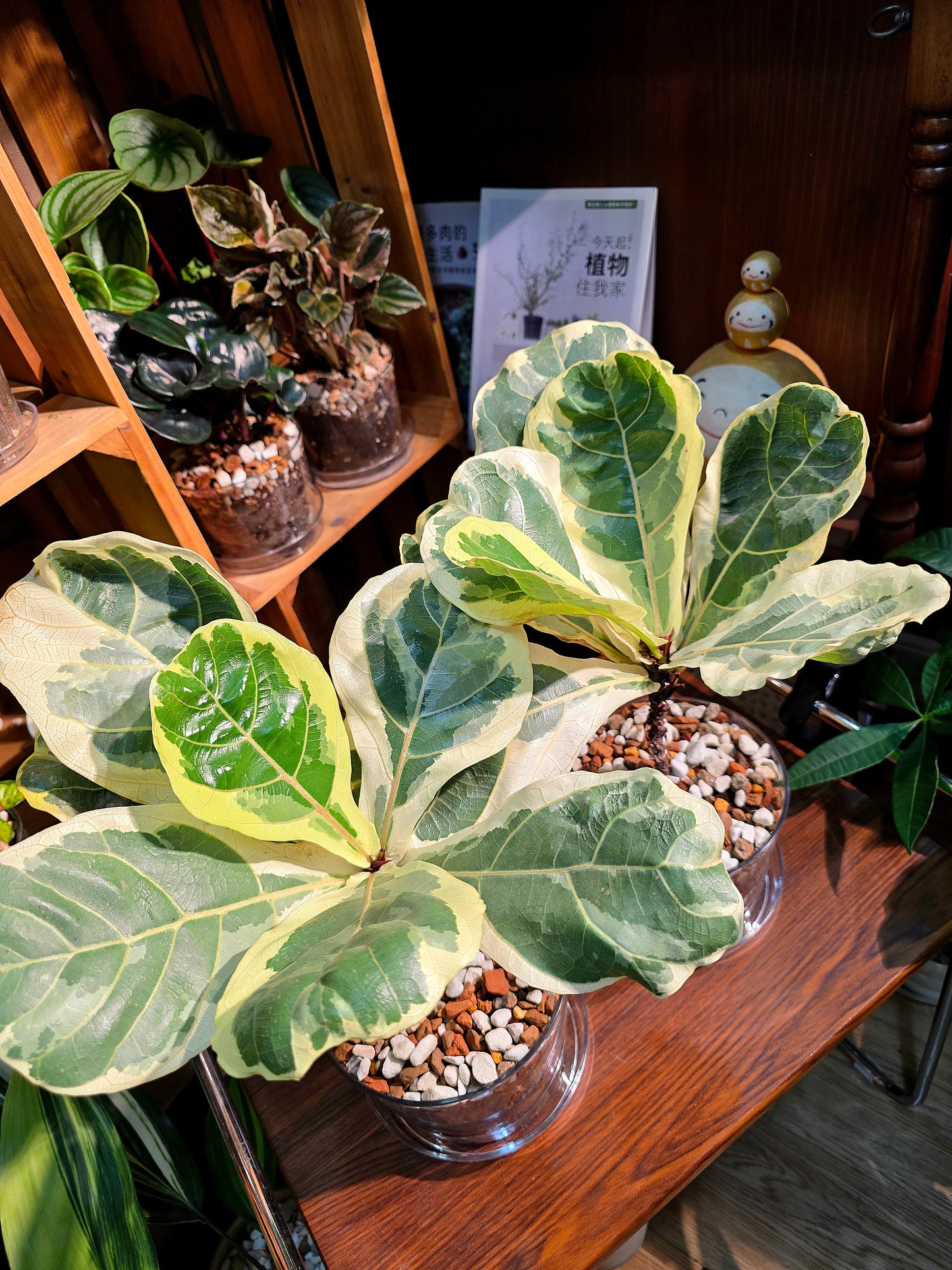 Ficus lyrata variegated 斑葉琴葉榕