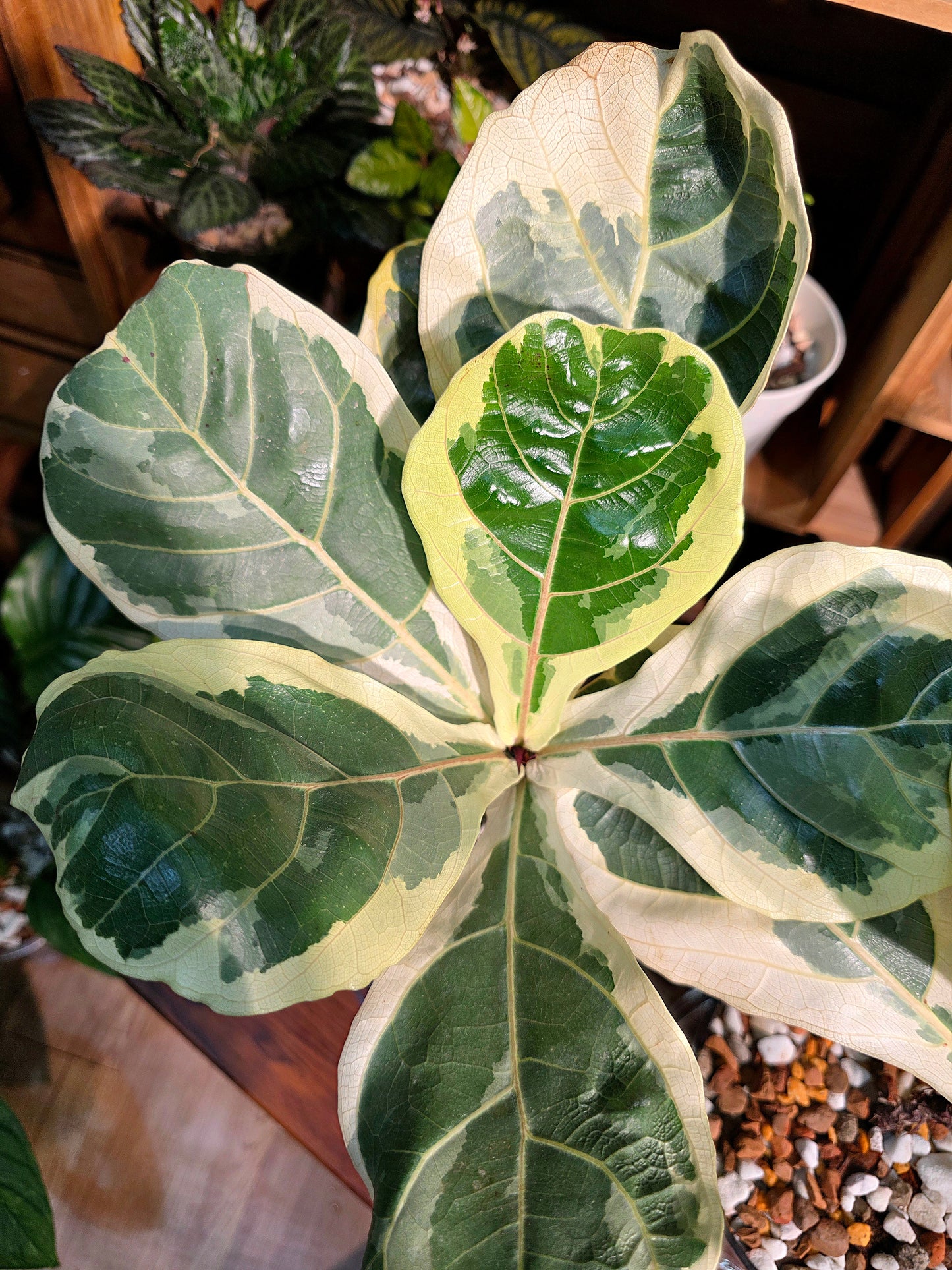 Ficus lyrata variegated 斑葉琴葉榕
