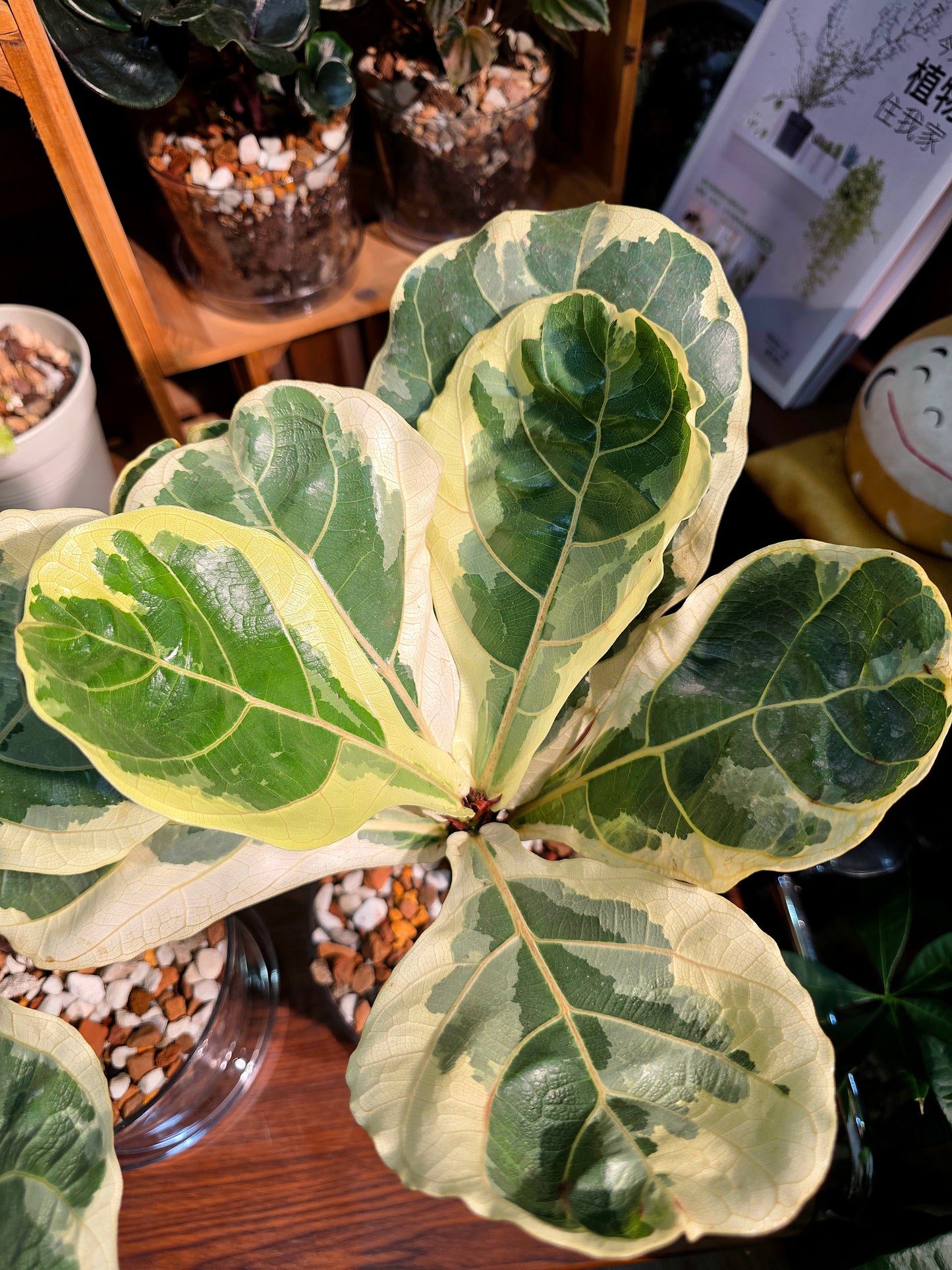 Ficus lyrata variegated 斑葉琴葉榕