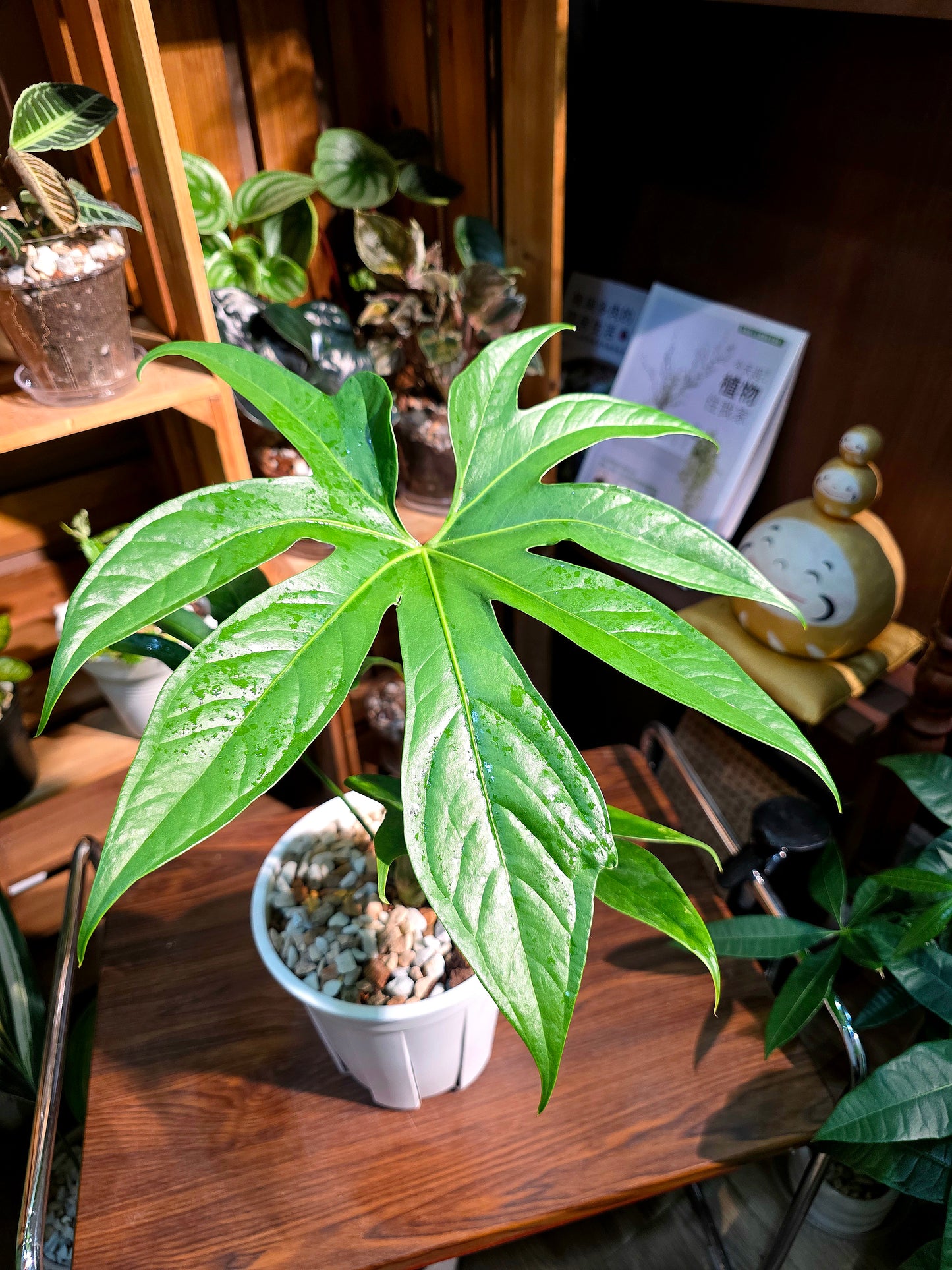 Anthurium pedatum 掌葉花燭
