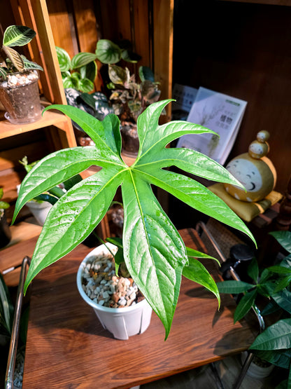 Anthurium pedatum 掌葉花燭