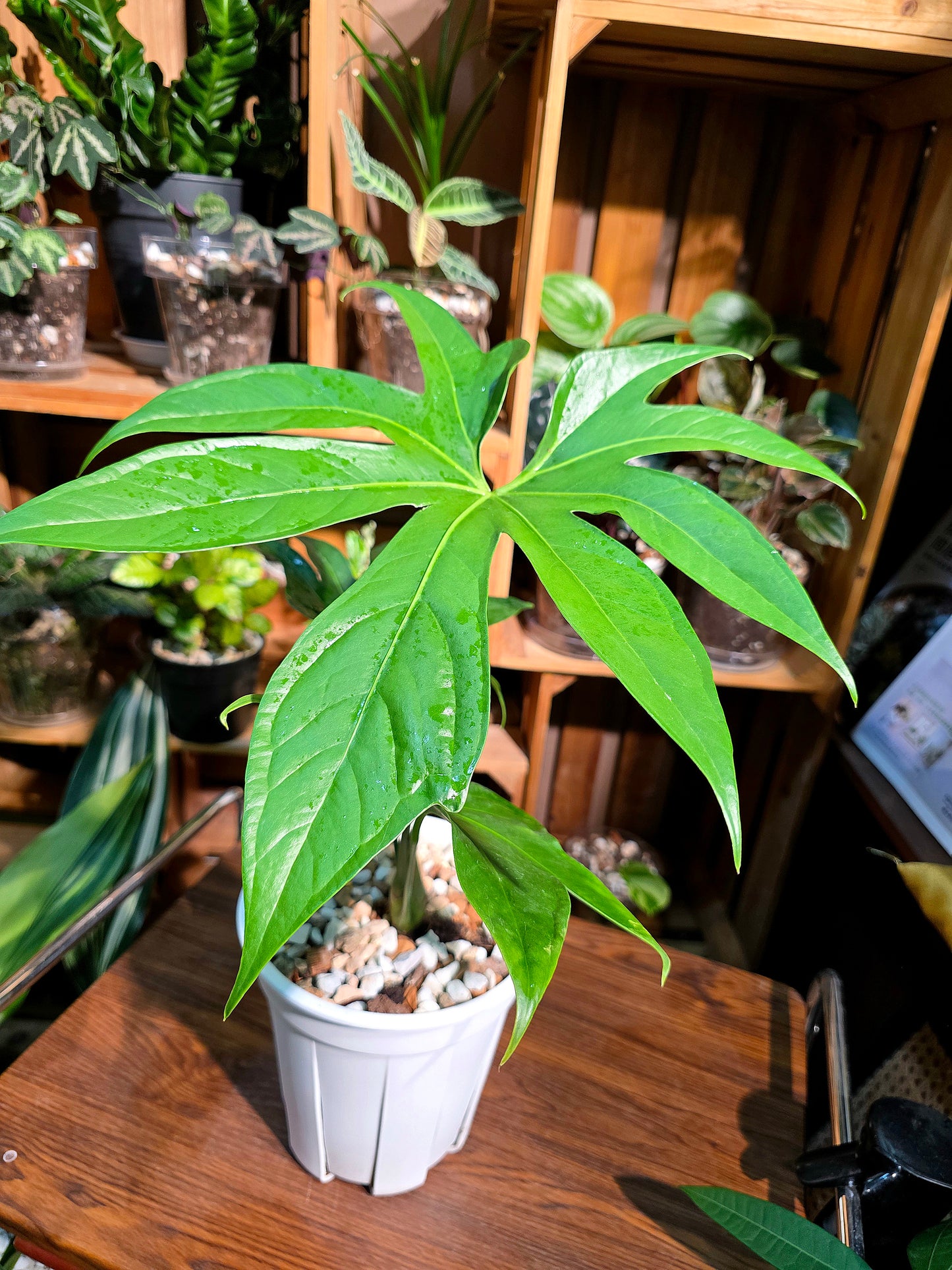Anthurium pedatum 掌葉花燭