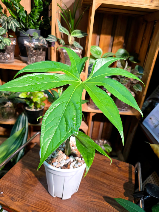 Anthurium pedatum 掌葉花燭