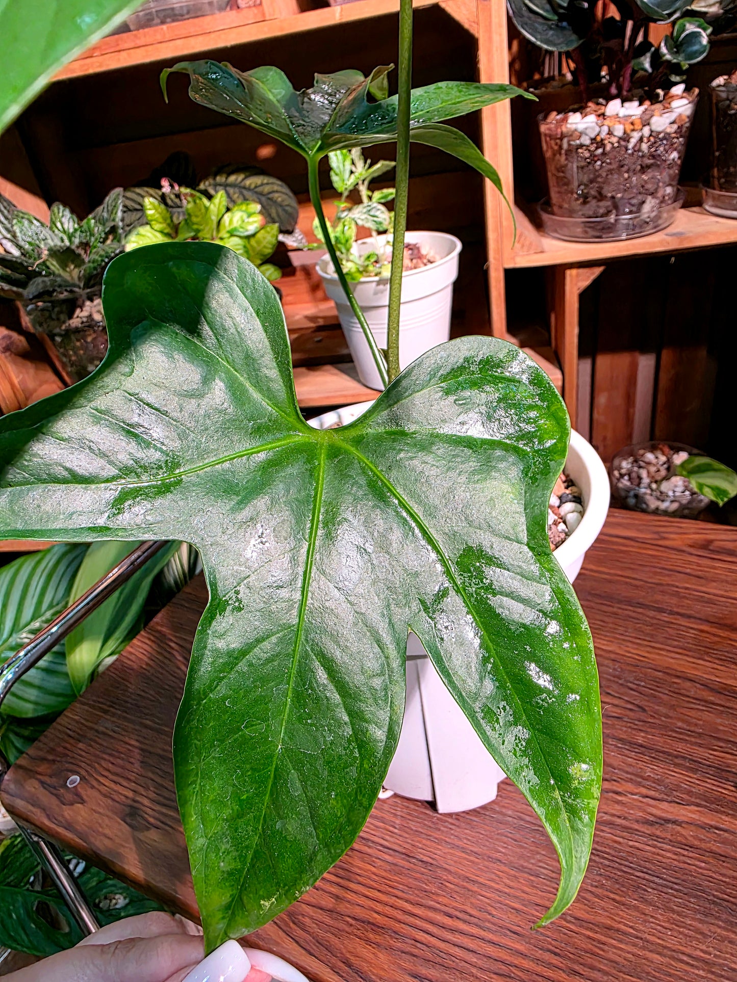 Anthurium pedatum 掌葉花燭