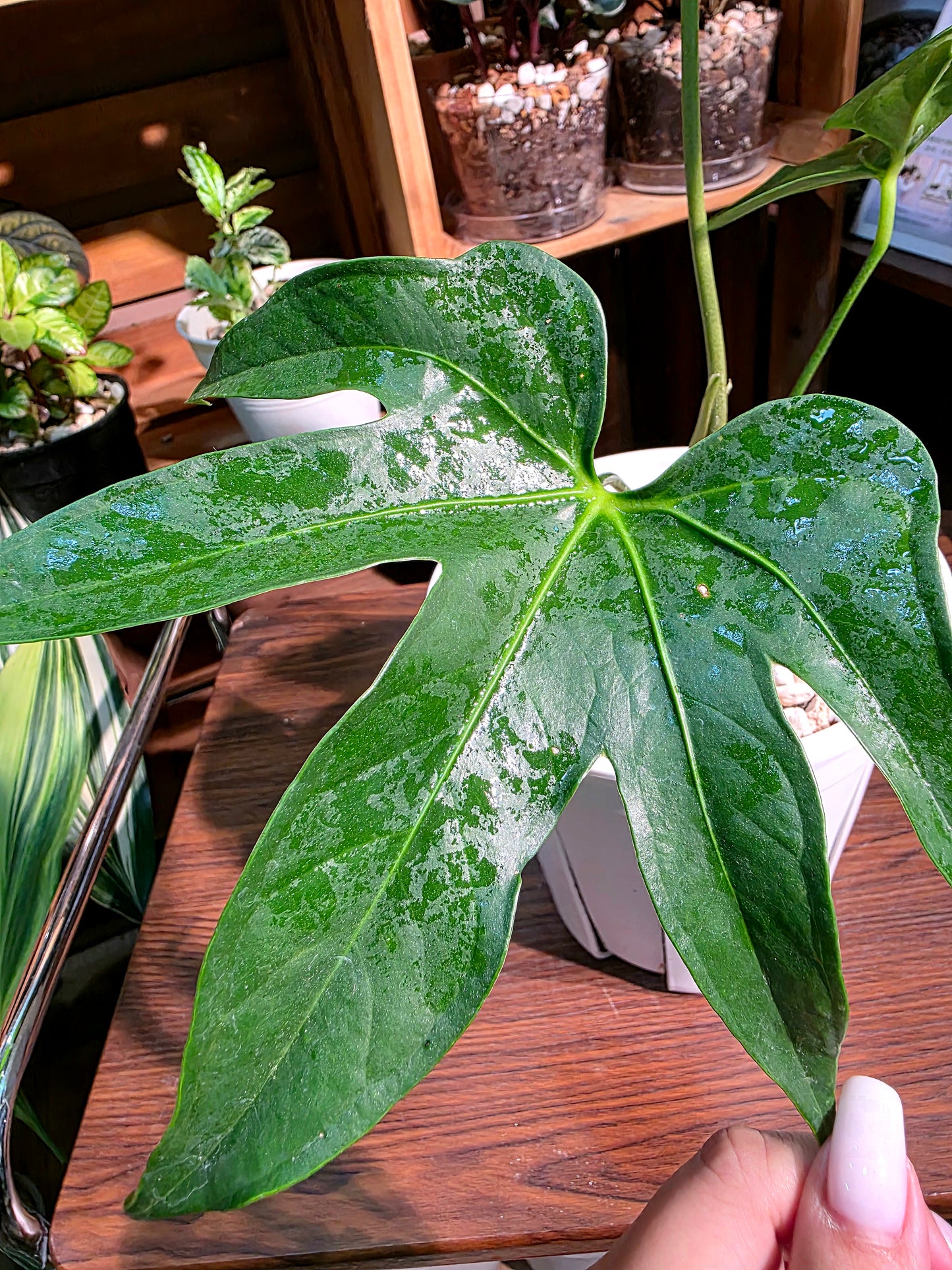Anthurium pedatum 掌葉花燭