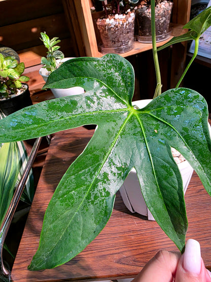 Anthurium pedatum 掌葉花燭