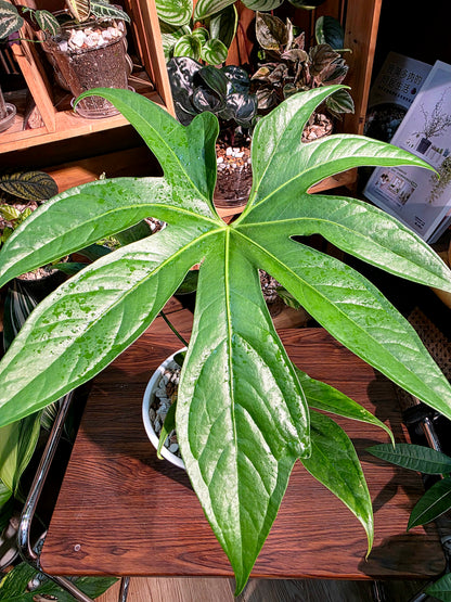 Anthurium pedatum 掌葉花燭