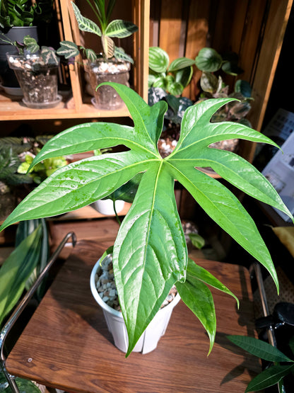 Anthurium pedatum 掌葉花燭