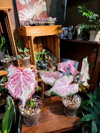 Caladium pepper mint 胡椒薄荷彩葉芋