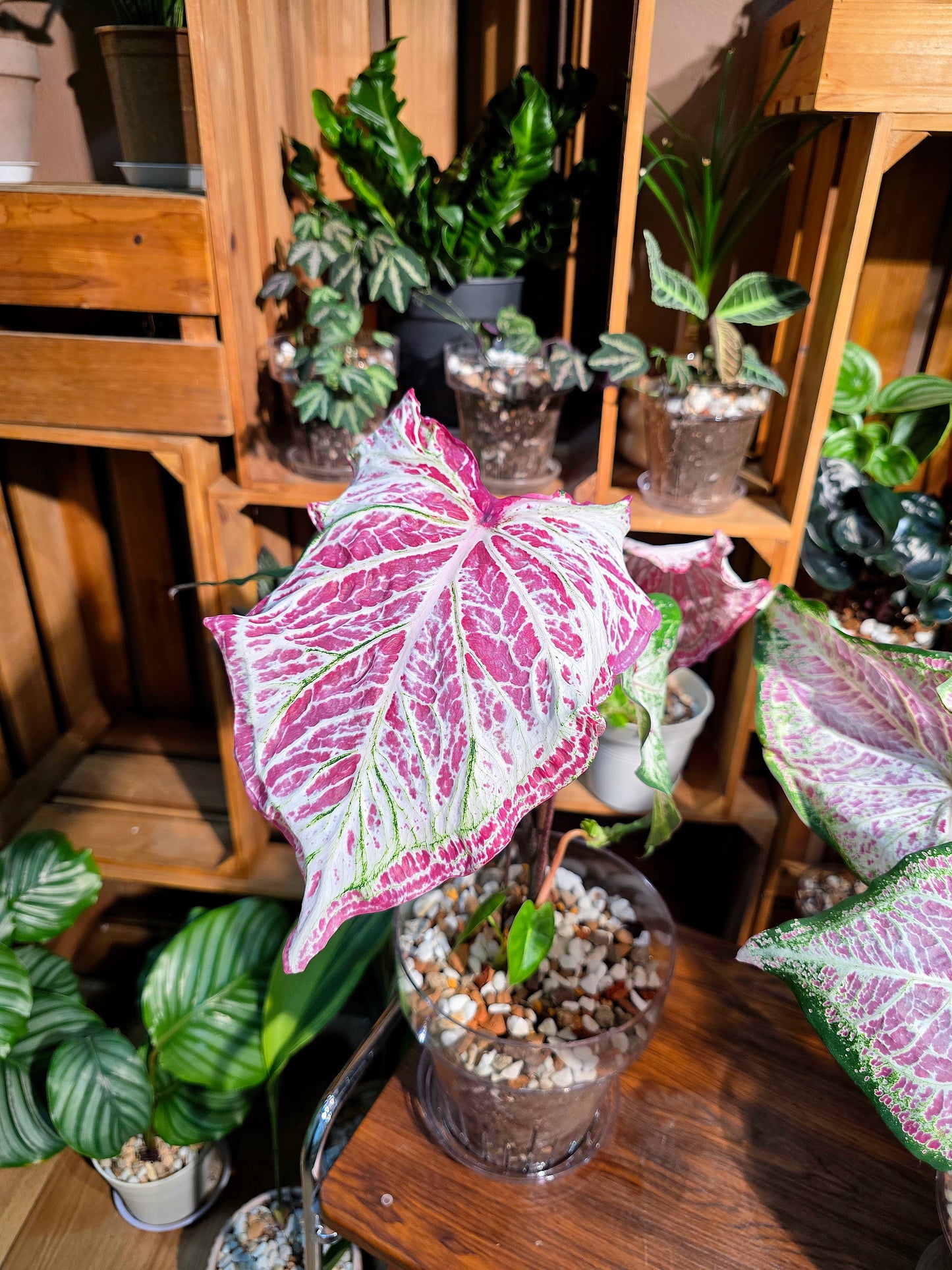 Caladium pepper mint 胡椒薄荷彩葉芋