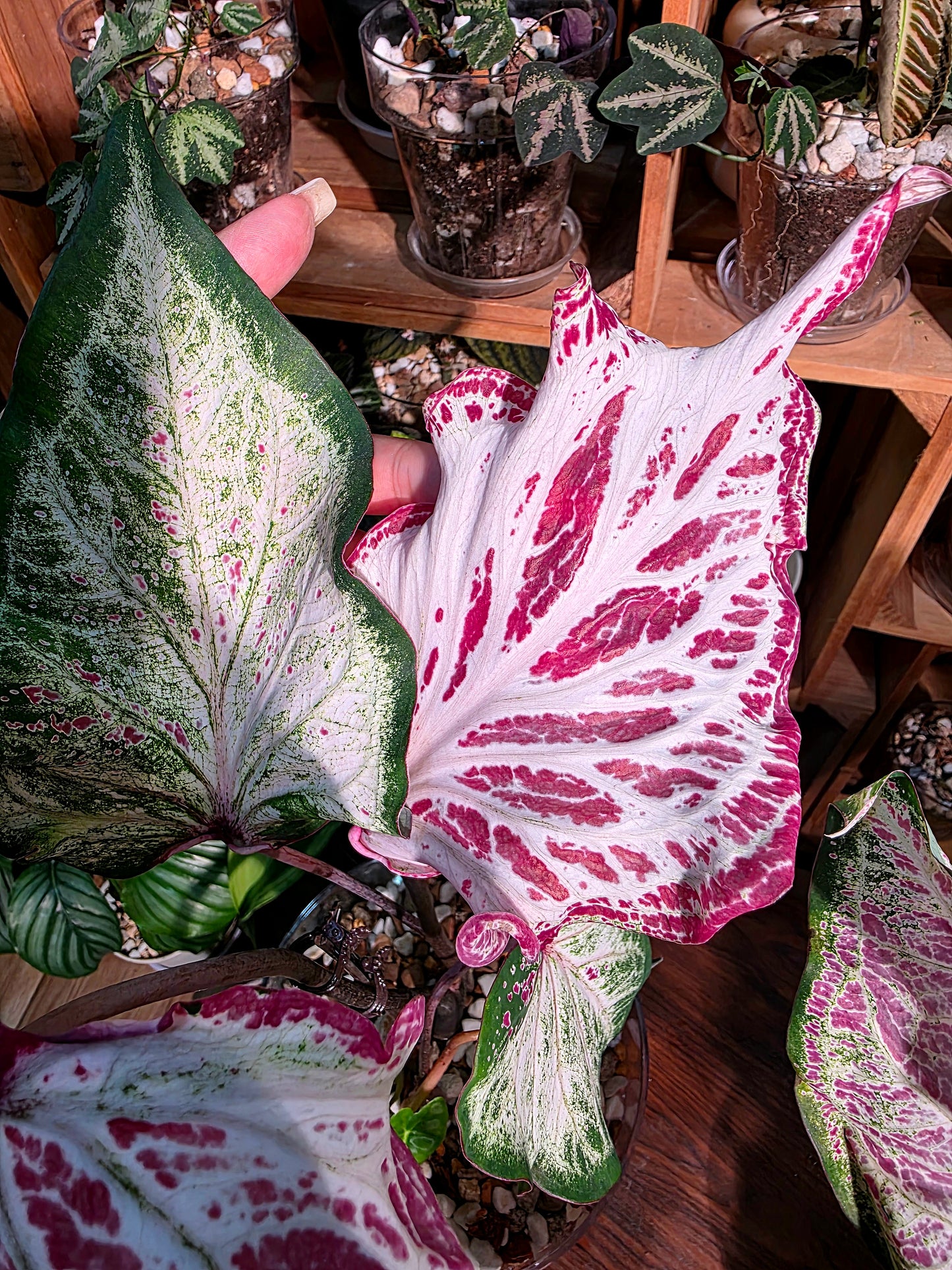 Caladium pepper mint 胡椒薄荷彩葉芋