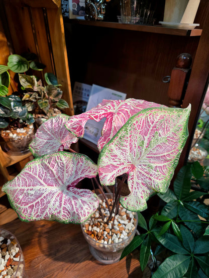 Caladium pepper mint 胡椒薄荷彩葉芋