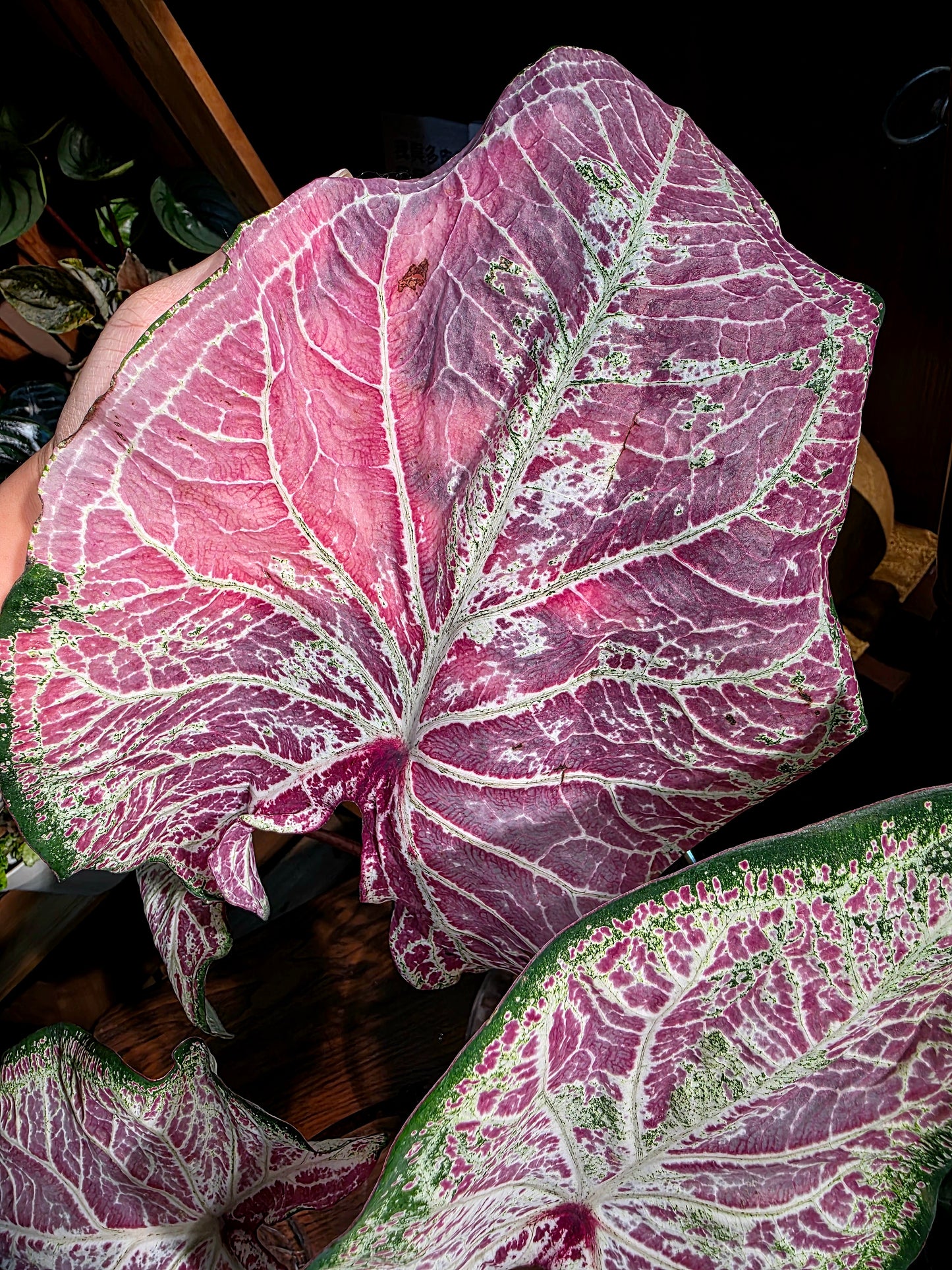 Caladium pepper mint 胡椒薄荷彩葉芋