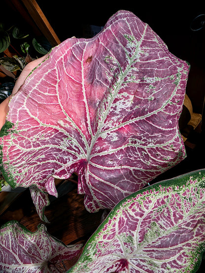 Caladium pepper mint 胡椒薄荷彩葉芋