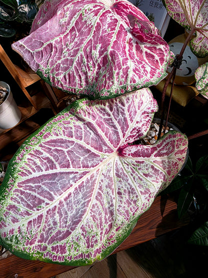 Caladium pepper mint 胡椒薄荷彩葉芋