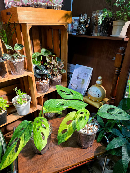 Monstera muyuna variegated 黃錦巨洞龜背