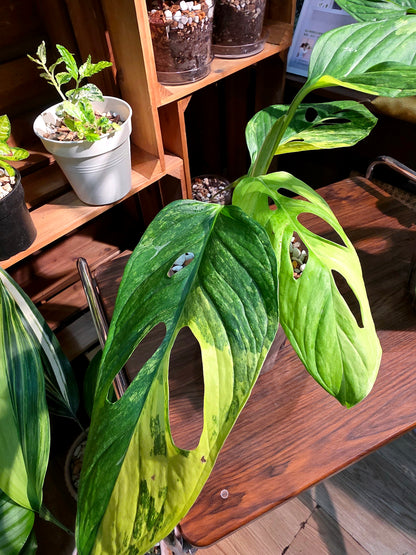 Monstera muyuna variegated 黃錦巨洞龜背