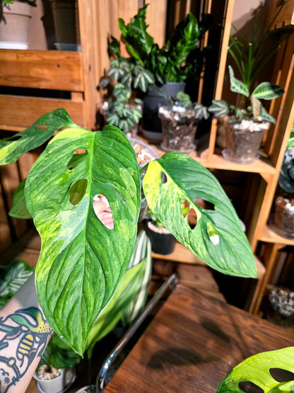 Monstera muyuna variegated 黃錦巨洞龜背