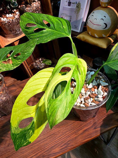 Monstera muyuna variegated 黃錦巨洞龜背