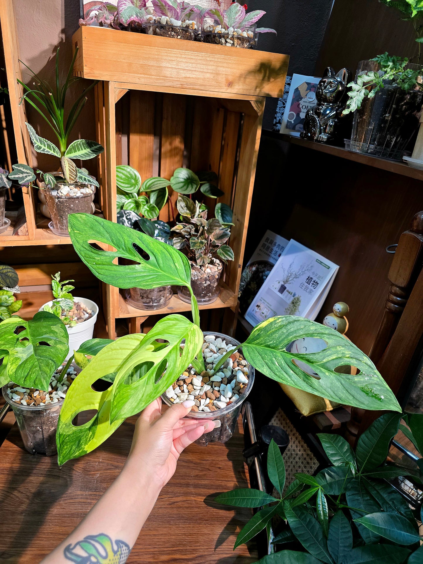 Monstera muyuna variegated 黃錦巨洞龜背