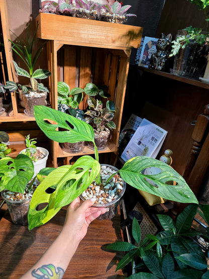 Monstera muyuna variegated 黃錦巨洞龜背
