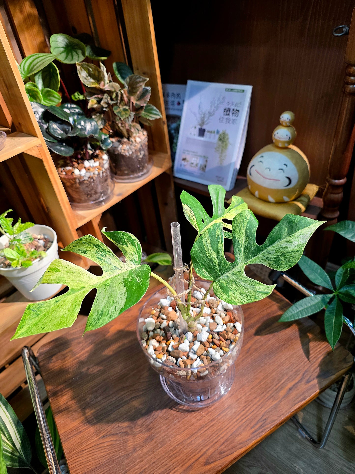 Rhaphidophora tetrasperma aurea variegated 黃錦姬龜背