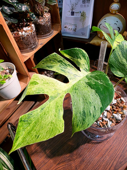 Rhaphidophora tetrasperma aurea variegated 黃錦姬龜背