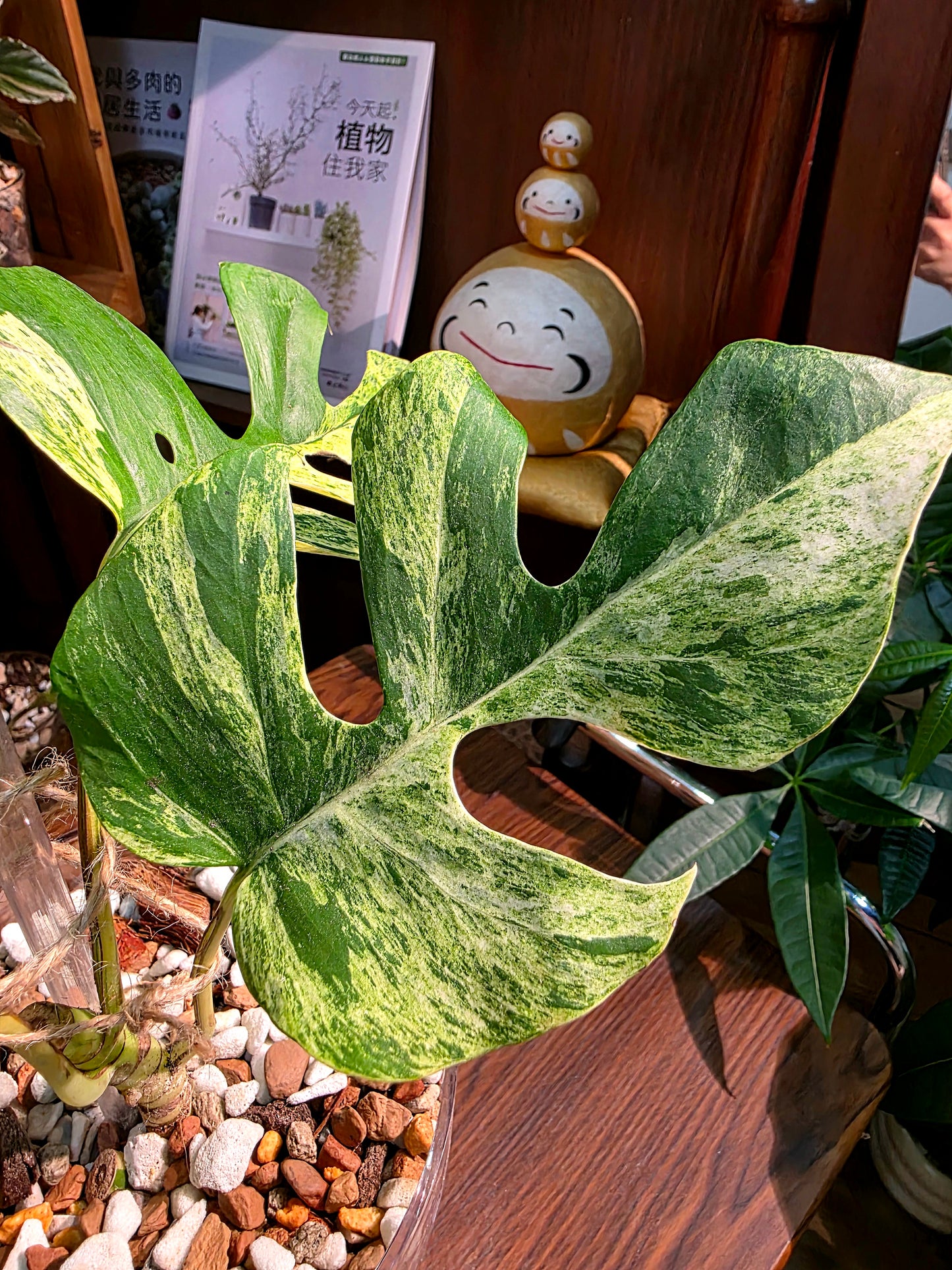 Rhaphidophora tetrasperma aurea variegated 黃錦姬龜背