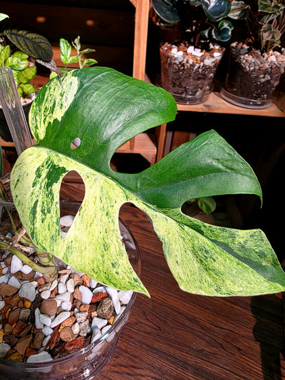 Rhaphidophora tetrasperma aurea variegated 黃錦姬龜背