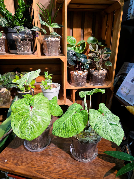 Caladium variegated 薄荷糖彩葉芋