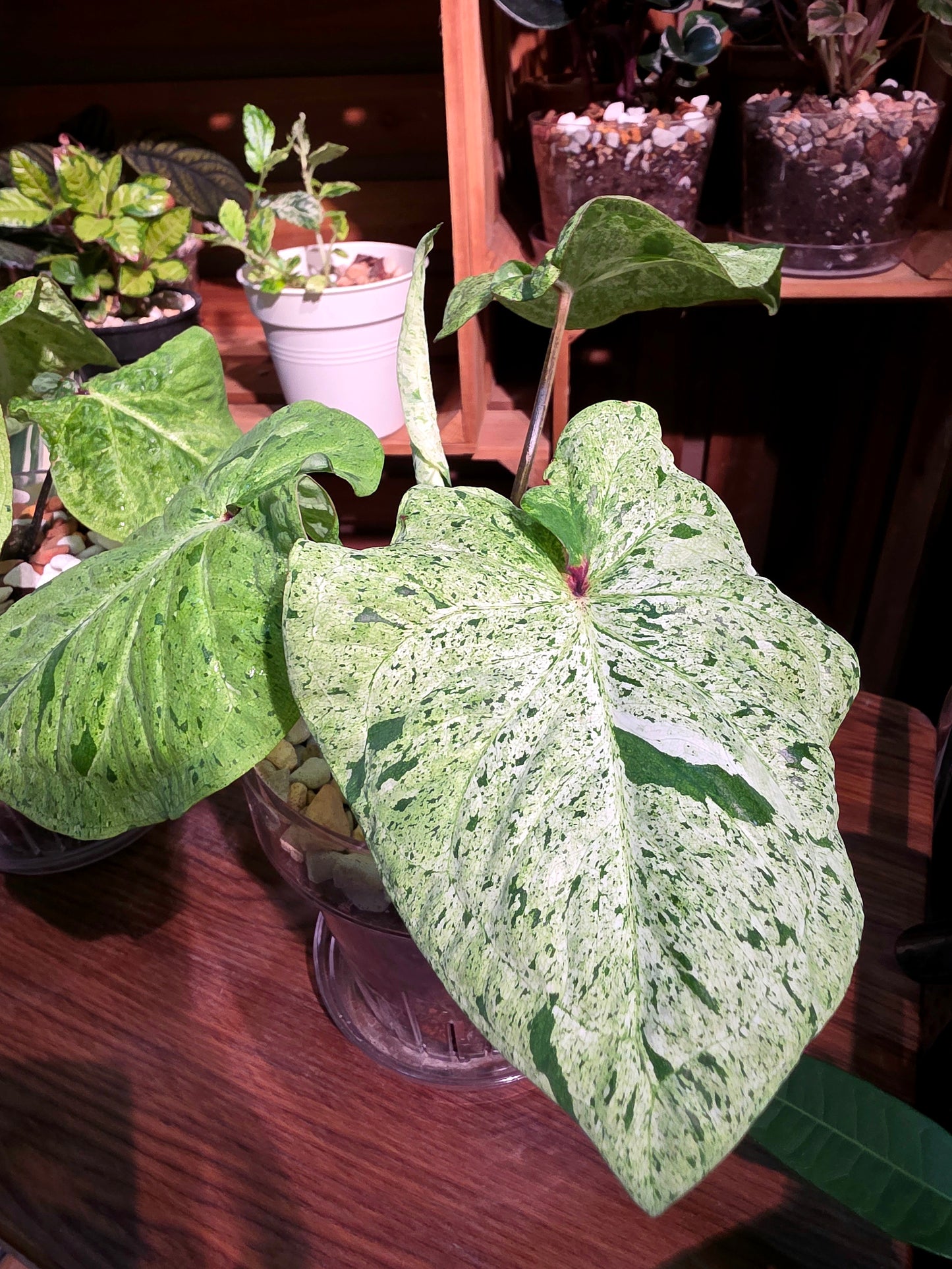 Caladium variegated 薄荷糖彩葉芋