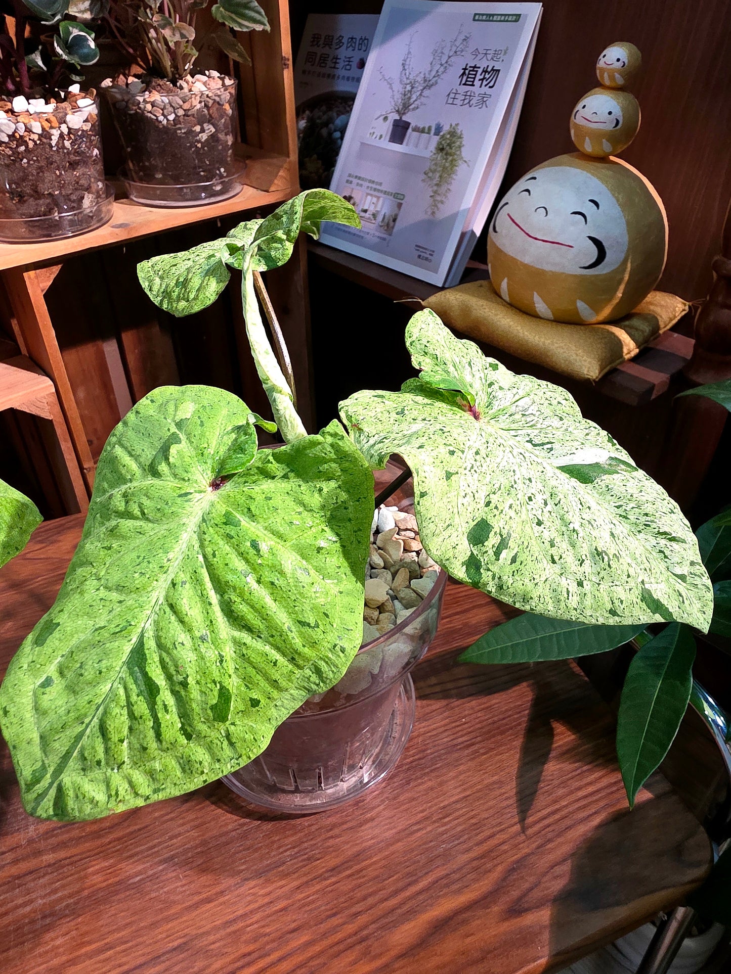 Caladium variegated 薄荷糖彩葉芋