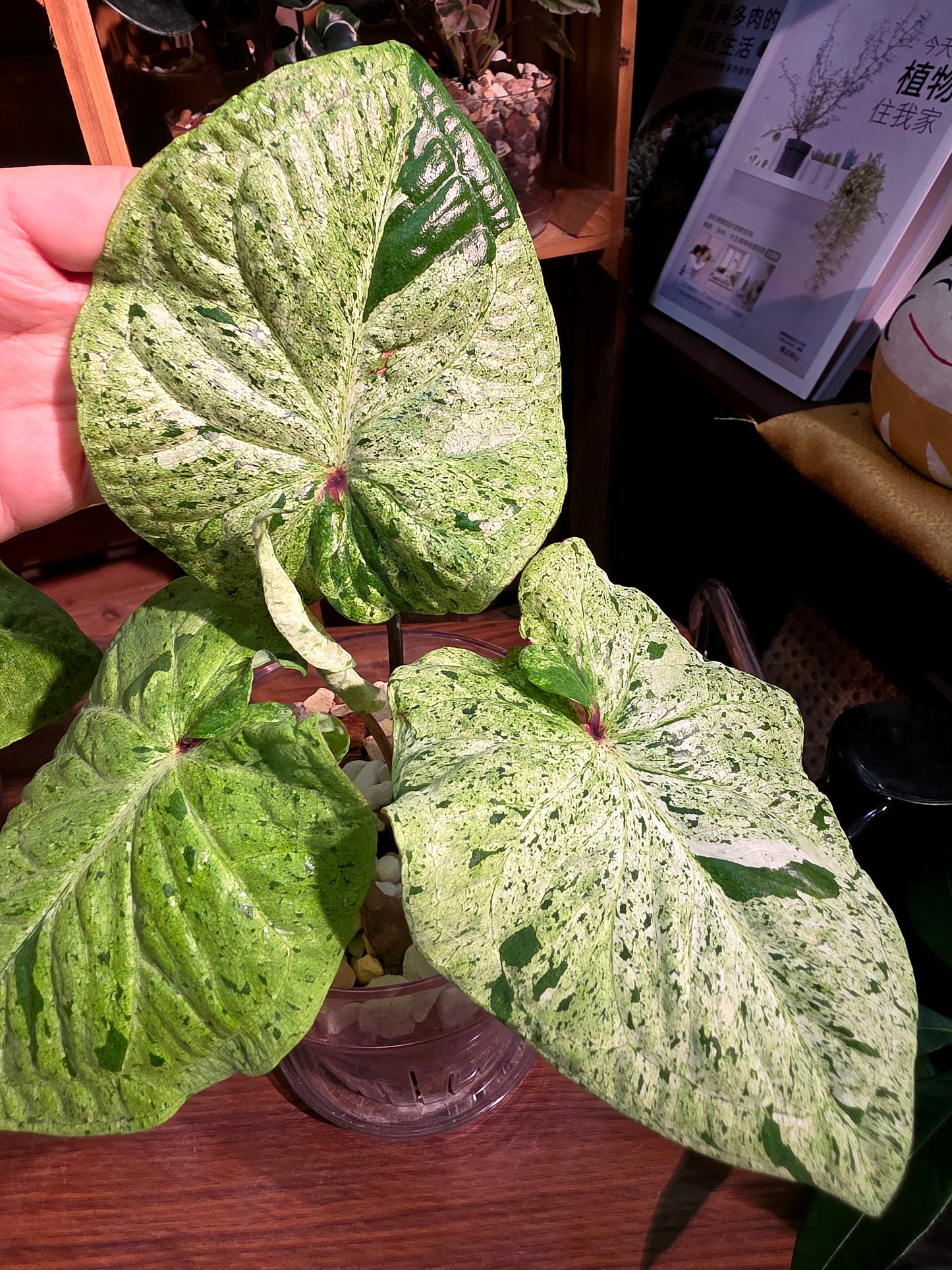 Caladium variegated 薄荷糖彩葉芋