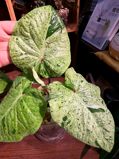 Caladium variegated 薄荷糖彩葉芋