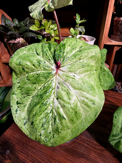 Caladium variegated 薄荷糖彩葉芋