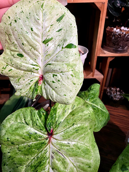 Caladium variegated 薄荷糖彩葉芋