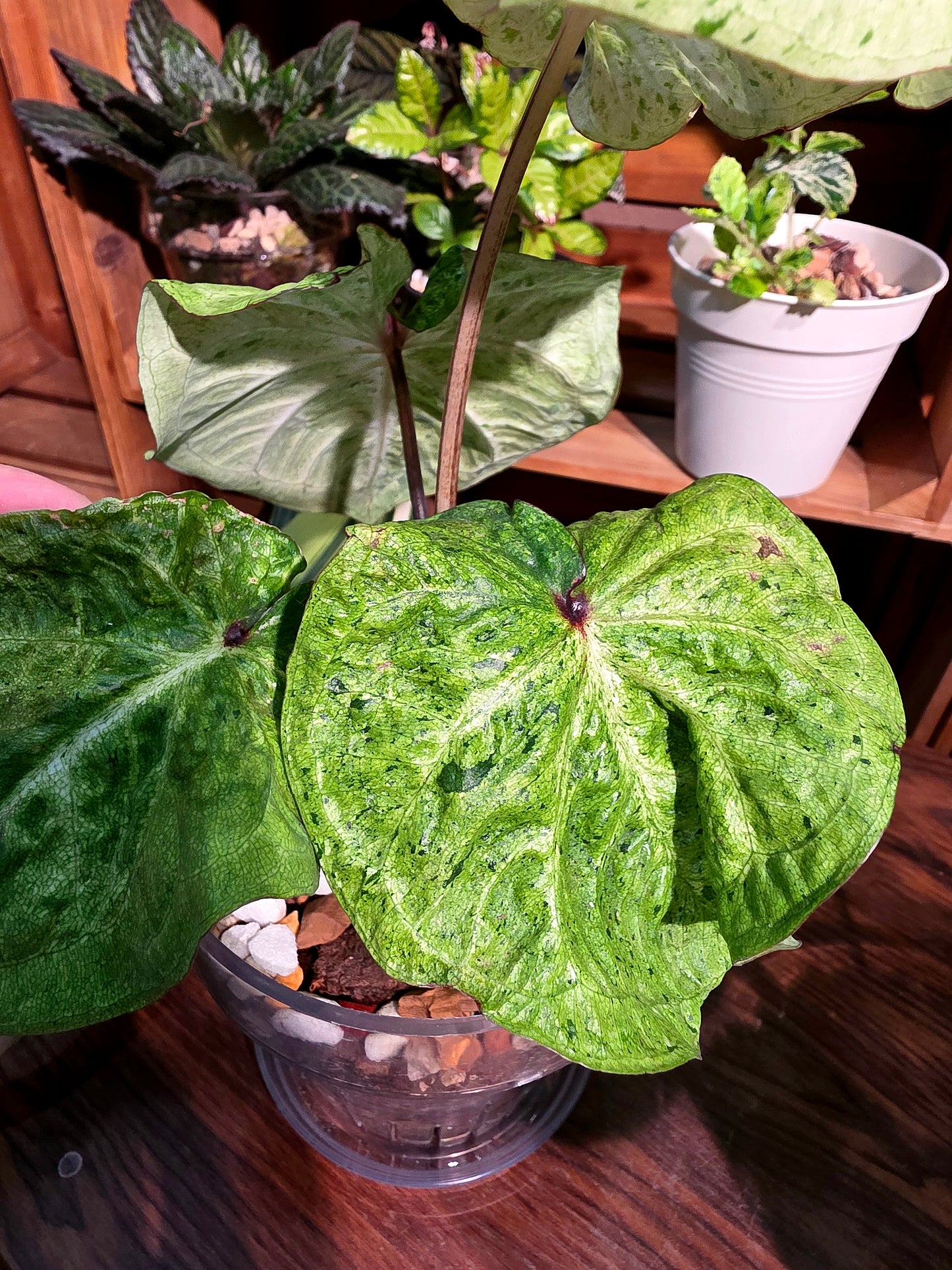 Caladium variegated 薄荷糖彩葉芋