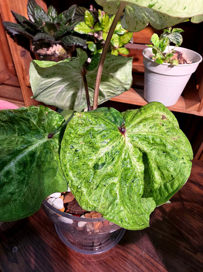 Caladium variegated 薄荷糖彩葉芋