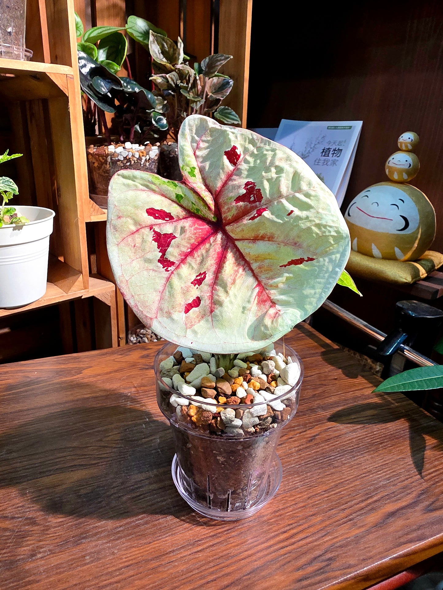 Caladium sp 粉紅豆彩葉芋