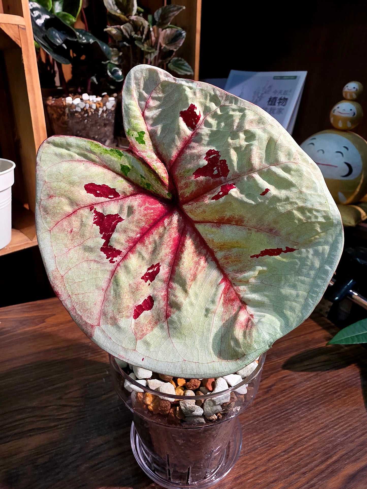 Caladium sp 粉紅豆彩葉芋
