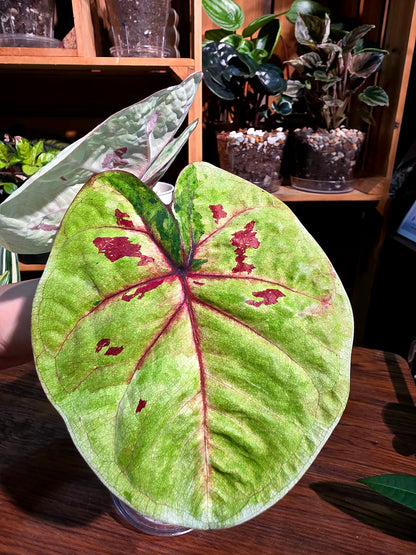 Caladium sp 粉紅豆彩葉芋