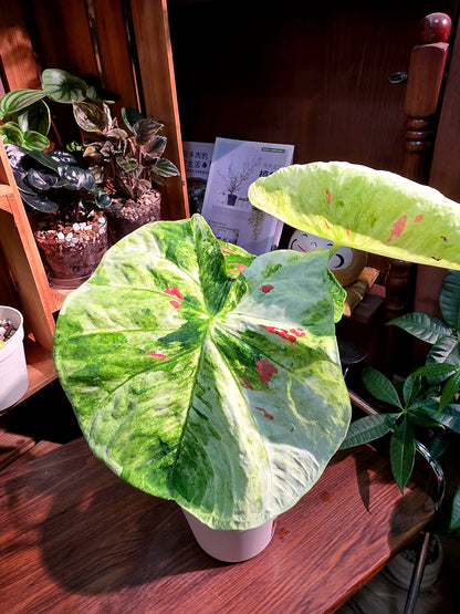 Caladium sp 抹茶紅豆彩葉芋