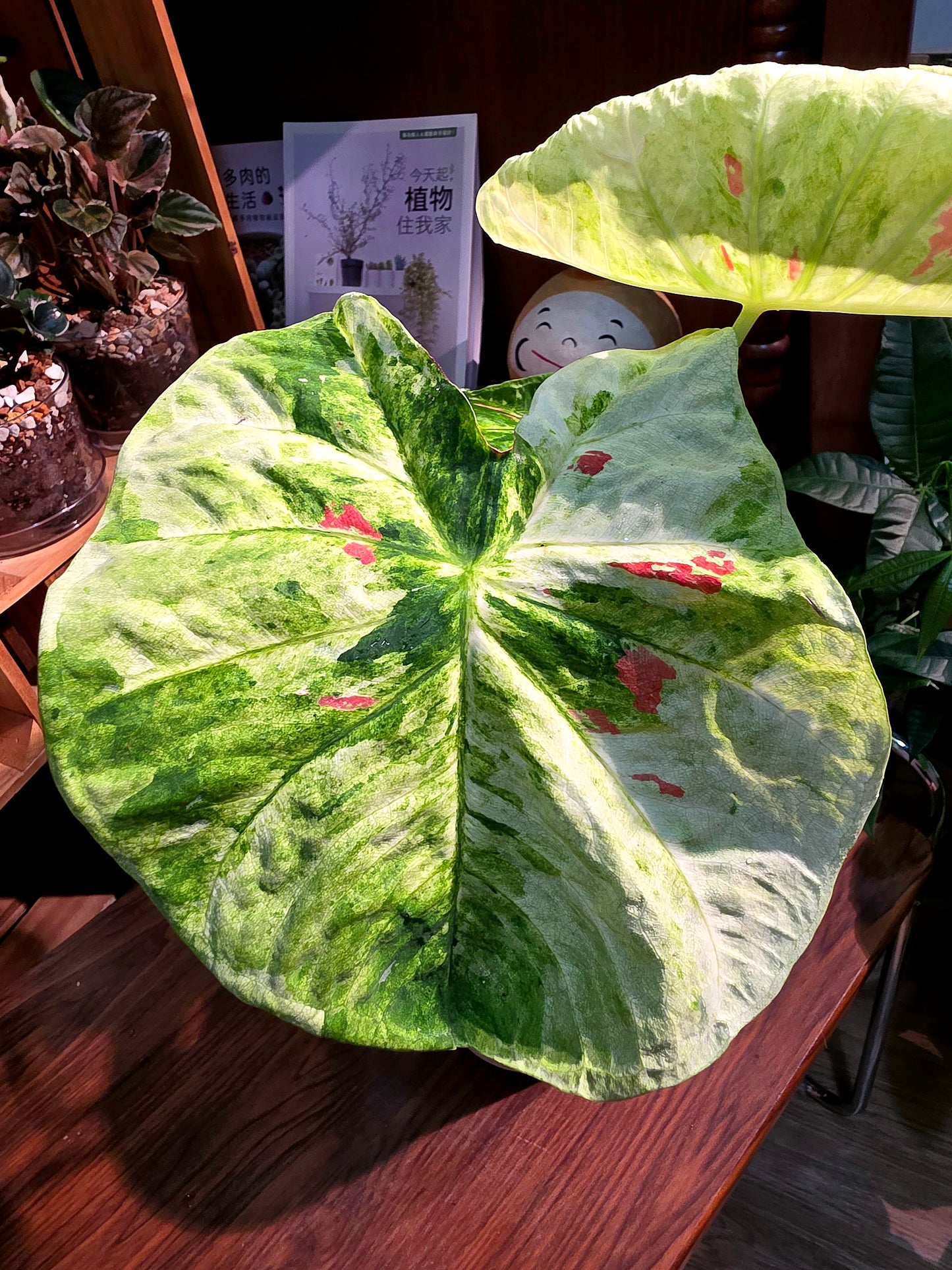 Caladium sp 抹茶紅豆彩葉芋