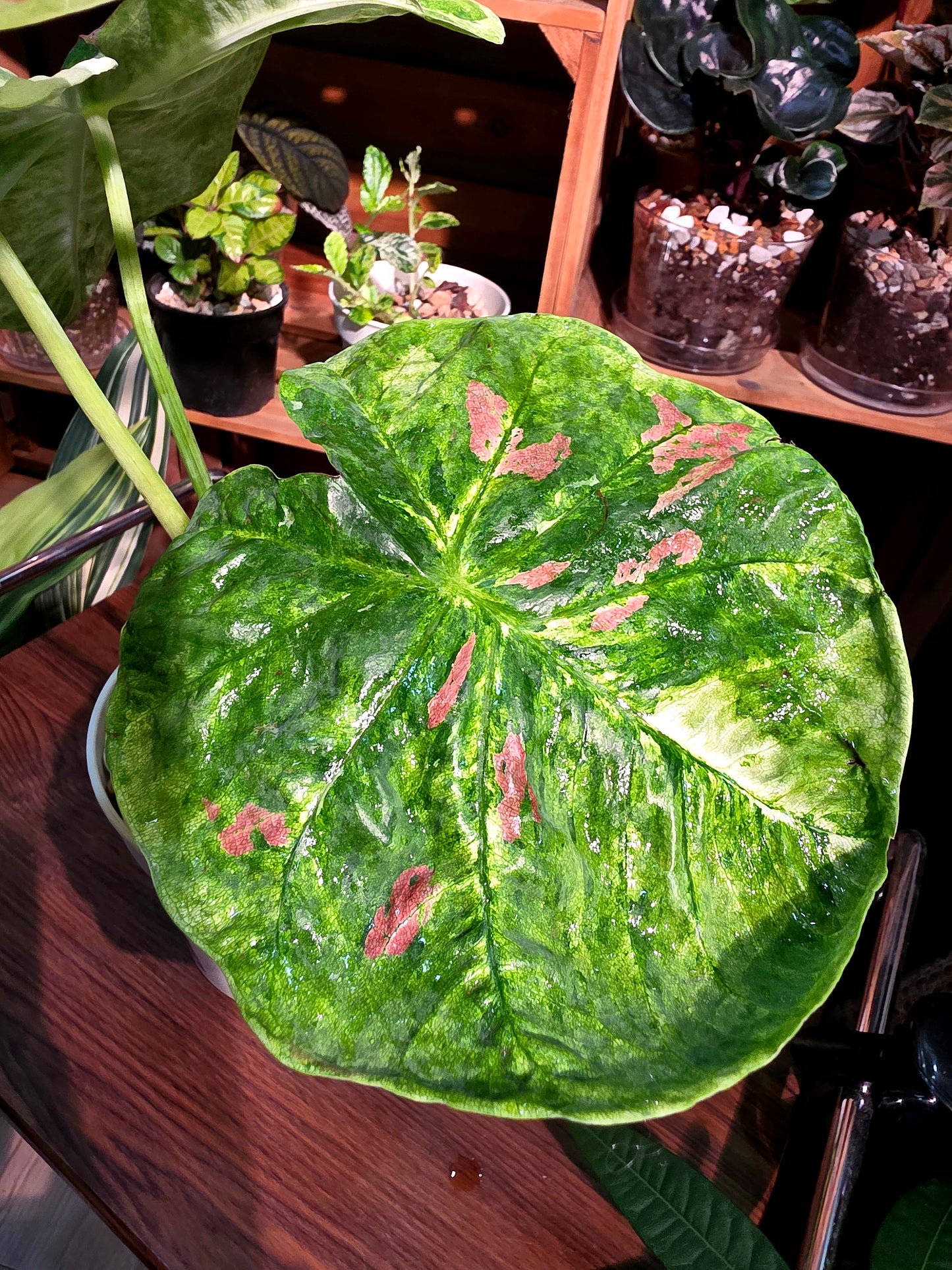 Caladium sp 抹茶紅豆彩葉芋