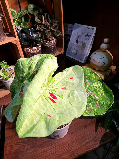 Caladium sp 抹茶紅豆彩葉芋