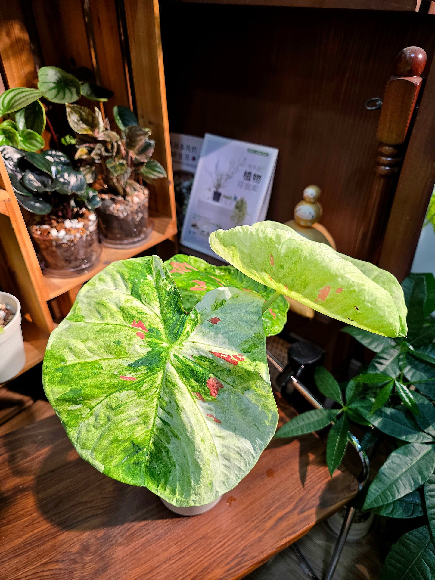 Caladium sp 抹茶紅豆彩葉芋