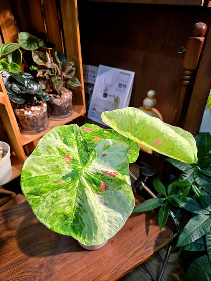Caladium sp 抹茶紅豆彩葉芋