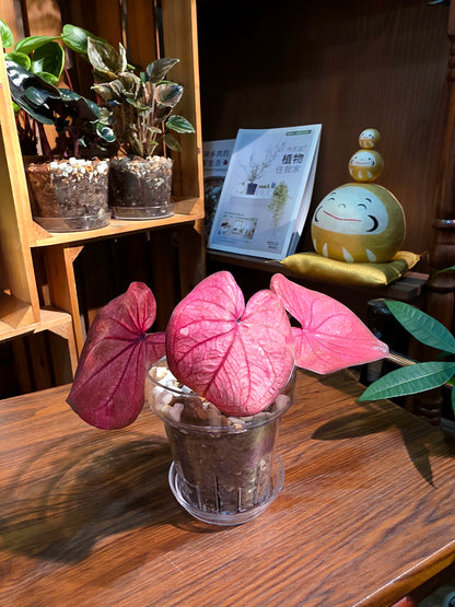 Caladium sp 櫻桃小丸子彩葉芋