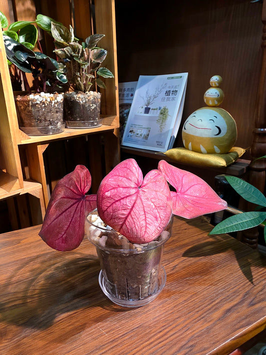 Caladium sp 櫻桃小丸子彩葉芋
